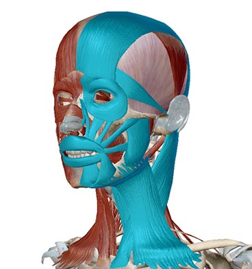 facial muscles