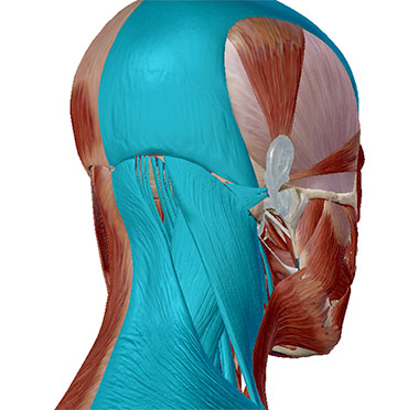 Neck muscles